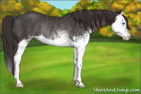 Horse Color:White Spotted Smoky Black Splash Varnish Rabicano 