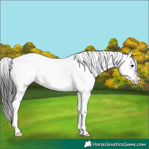 Horse Color:White Spotted Black Splash Tobiano Varnish