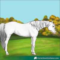 Horse Color:White Spotted Black Splash Tobiano Varnish