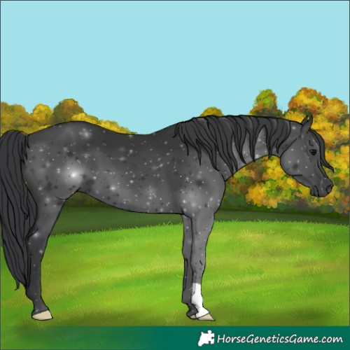Horse Color:Black 