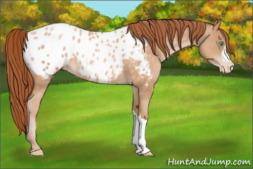 Horse Color:Buckskin Pearl Appaloosa