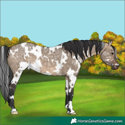 Horse Color:White Spotted Brown Ice Dun 