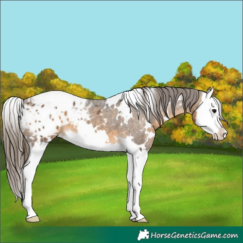 Horse Color:White Spotted Buckskin Splash Appaloosa 