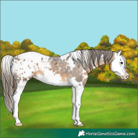 Horse Color:White Spotted Buckskin Splash Appaloosa 