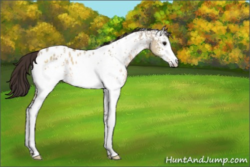 Horse Color:White Spotted Bay Dun Appaloosa 