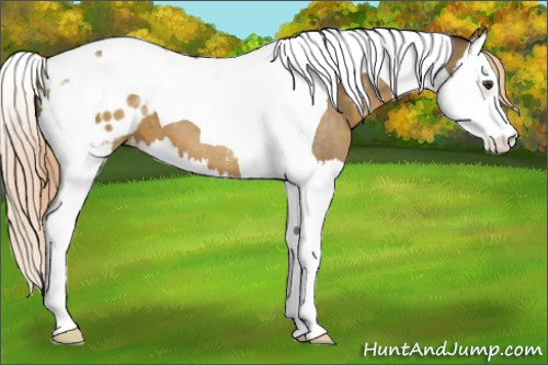Horse Color:Chocolate Palomino Splash Tobiano Appaloosa 