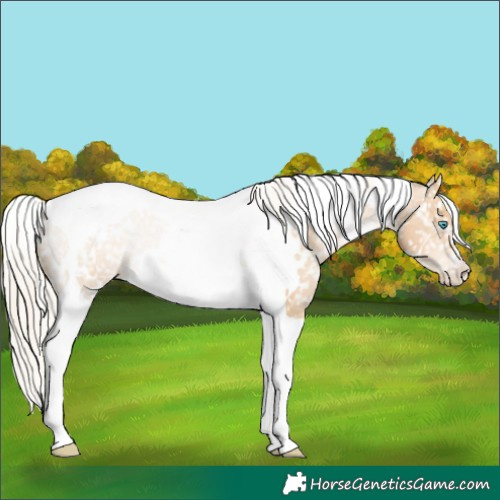 Horse Color:White Spotted Palomino Pearl Tobiano Appaloosa