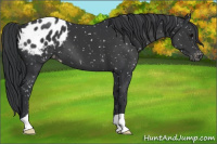 Horse Color:Black Appaloosa
