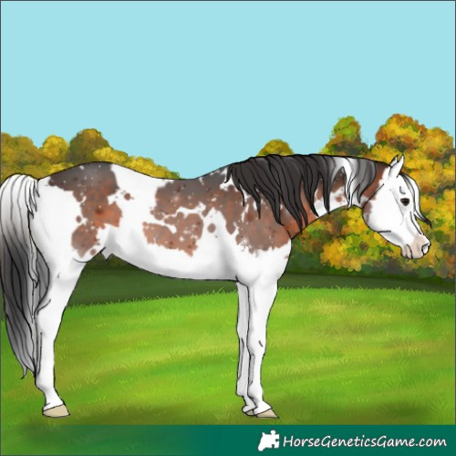 Horse Color:White Spotted Brown Splash 