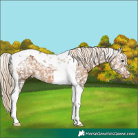 Horse Color:Chocolate Palomino Tobiano Appaloosa Rabicano