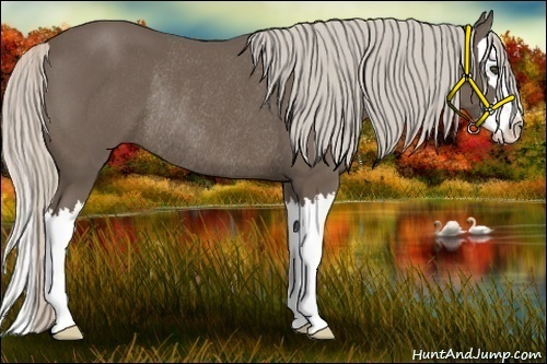 Horse Color:Silver Black Sabino Splash Rabicano 