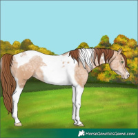 Horse Color:Brown Ice Pearl Dun Tobiano