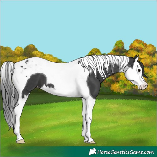 Horse Color:Black Splash Tobiano Appaloosa 