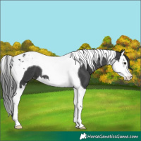 Horse Color:Black Splash Tobiano Appaloosa 