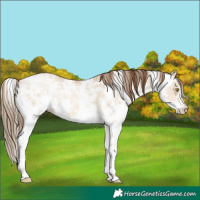 Horse Color:Liver Red Dun Pearl Sabino 