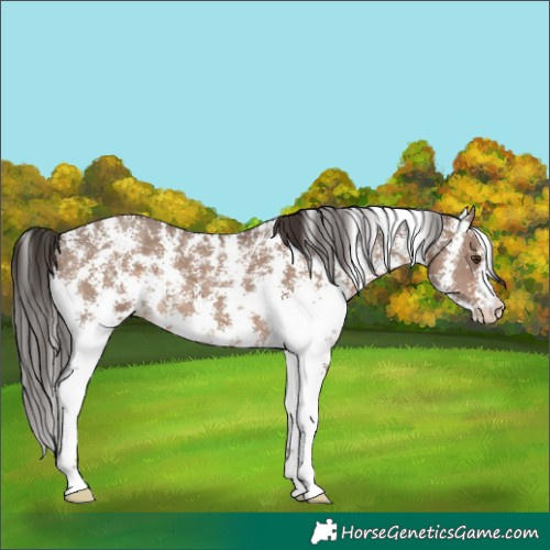 Horse Color:Liver Red Dun Sabino