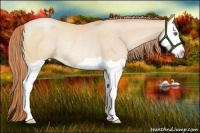 Horse Color:Buckskin Pearl Splash Rabicano