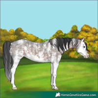 Horse Color:Brown Sabino Splash 