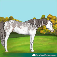 Horse Color:Brown Sabino Splash Varnish 
