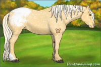 Horse Color:Palomino Tobiano Snowcap 