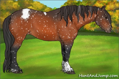 Horse Color:Bay Tobiano Appaloosa 