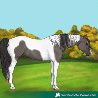Horse Color:Smoky Grullo Tobiano 