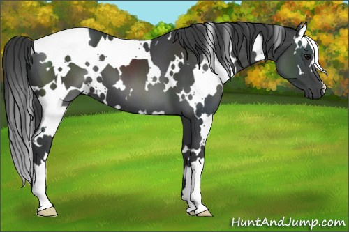 Horse Color:White Spotted Black 