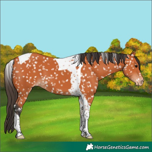 Horse Color:Bay Tobiano Appaloosa 