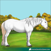 Horse Color:Chestnut Tobiano Appaloosa