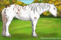 Horse Color:White Spotted Chestnut Frame Appaloosa 