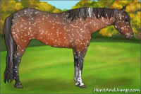 Horse Color:Bay Tobiano Snowflake Varnish