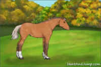 Horse Color:Silver Bay Tobiano Appaloosa