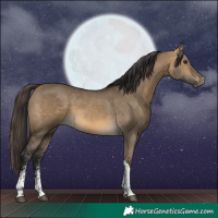 Horse Color:Buckskin Dun Sabino Tobiano