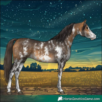 Horse Color:Buckskin Sabino 