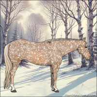 Horse Color:Chestnut Tobiano Appaloosa 
