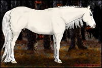Horse Color:Cremello Splash  Brindle