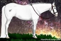 Horse Color:Cremello Splash Appaloosa  Brindle