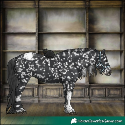 Horse Color:Black Tobiano Appaloosa 
