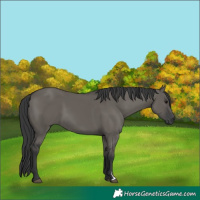 Horse Color:Grullo Rabicano 