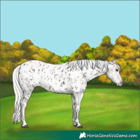 Horse Color:Silver Black Near Leopard Rabicano 