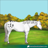 Horse Color:Black Appaloosa