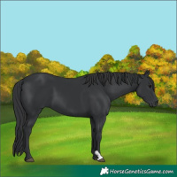 Horse Color:Black 
