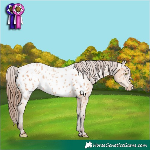 Horse Color:Amber Champagne Near Leopard