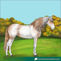 Horse Color:White Spotted Chestnut 