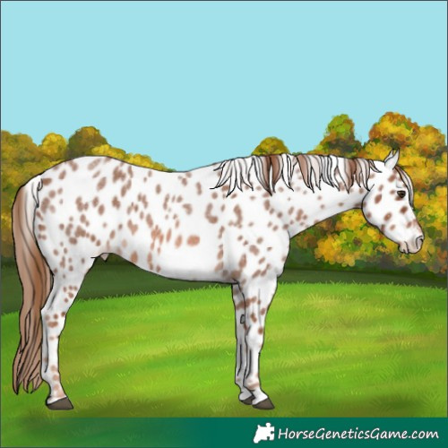 Horse Color:Red Roan Appaloosa 