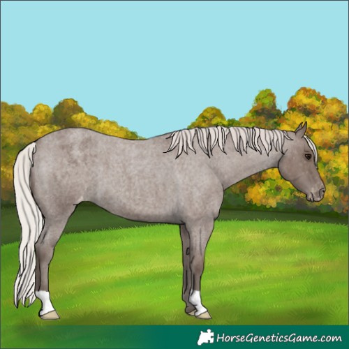Horse Color:Silver Blue Roan Appaloosa 