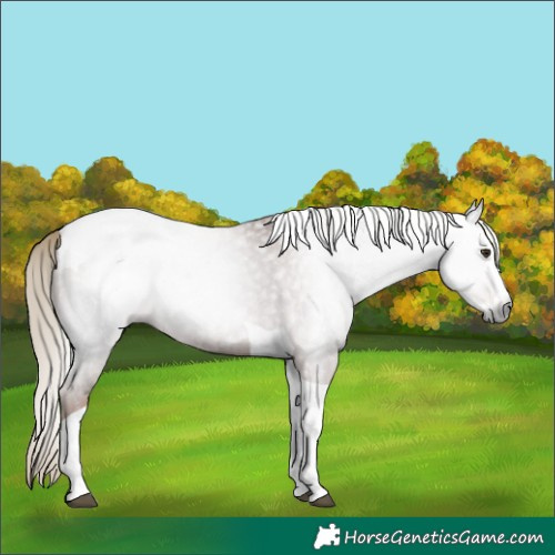 Horse Color:Gray Red Roan Splash Tobiano 