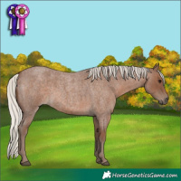 Horse Color:Silver Blue Roan 