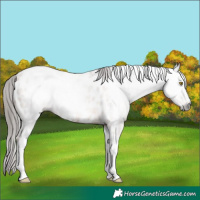 Horse Color:Gray Amber Champagne Roan Tobiano Near Leopard 