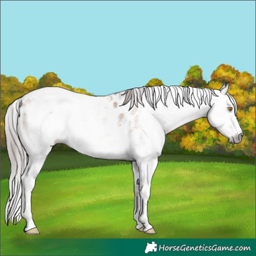 Horse Color:Gray Amber Champagne Sabino Near Leopard 